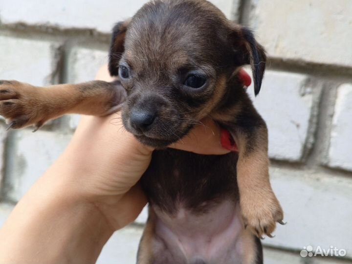 Той-терьер щенки