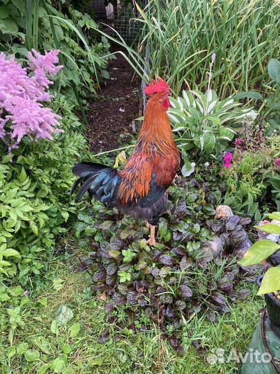Петухи молодые разного окраса
