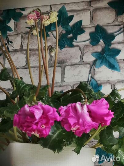 Цикламен махровый