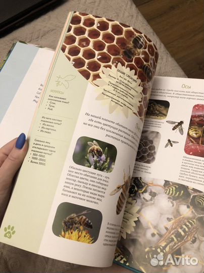 Книга Красочный мир животных