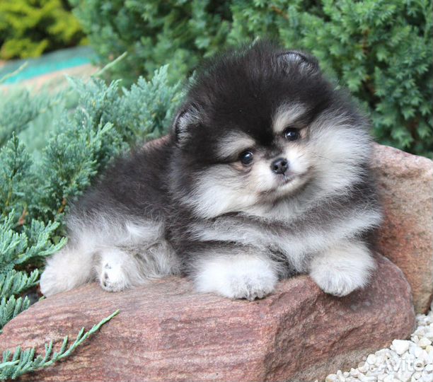 Красивая помераночка Мира