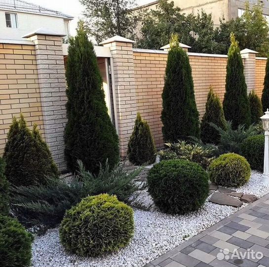 Туя зеленая