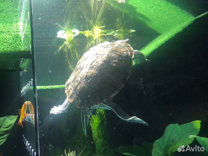 Черепашка красноухая