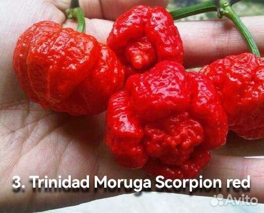 Перец острый, коллекционный, Каролина Рипер