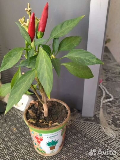 Перец китайский, острый