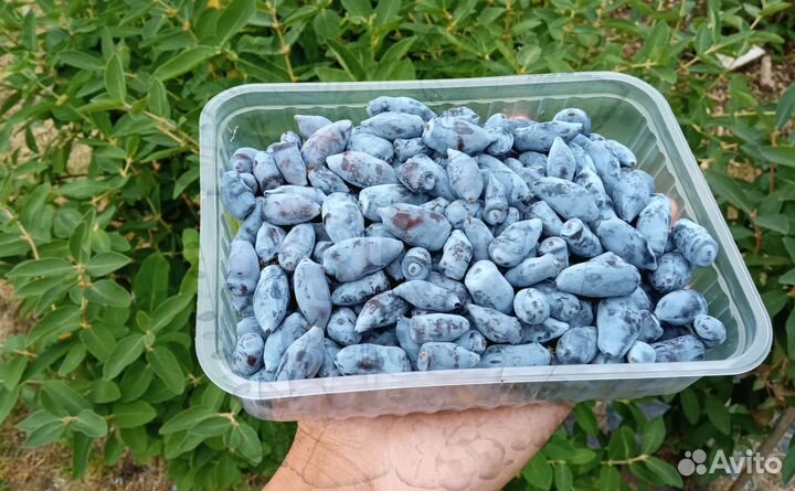 Жимолость - саженцы зкс