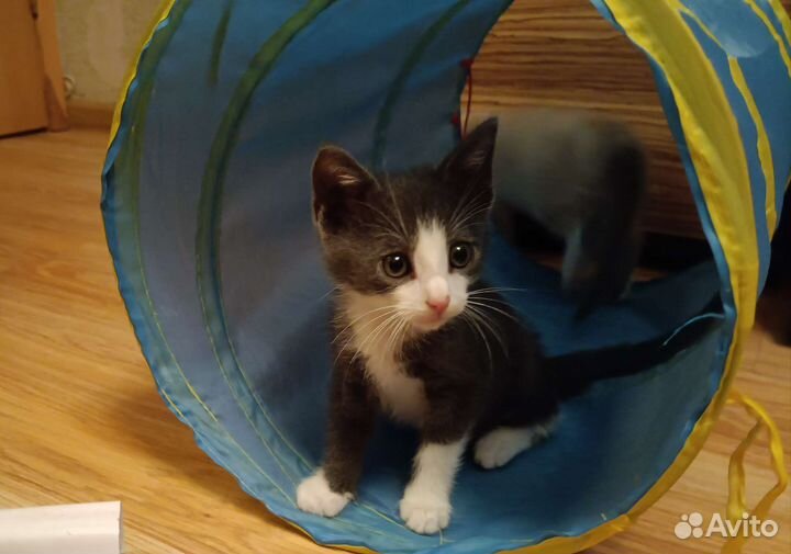 Дымчатый котёнок