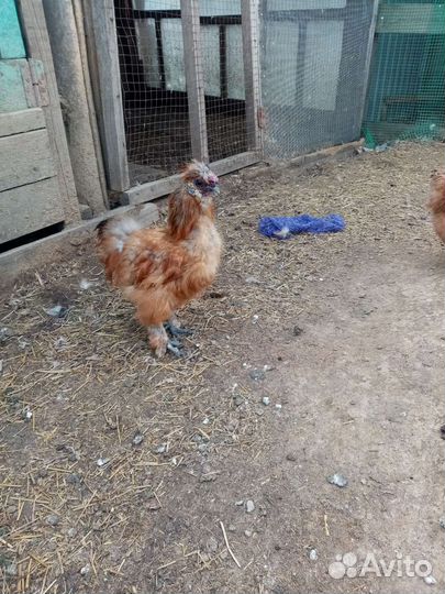 Китайские шелковые