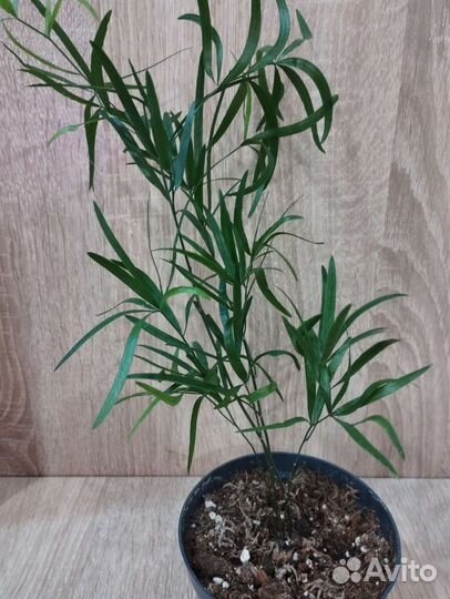 Аспарагус серповидный