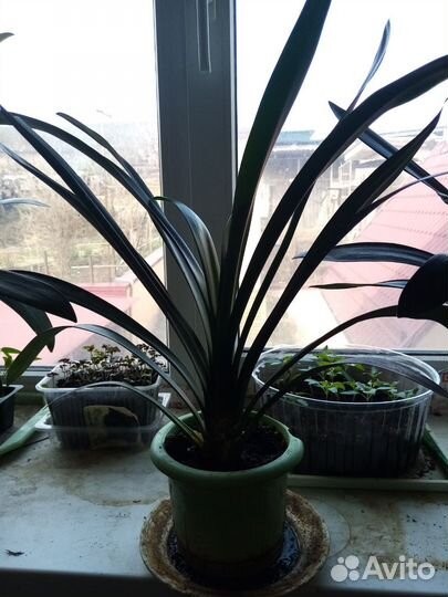 Комнатные цветы кливия