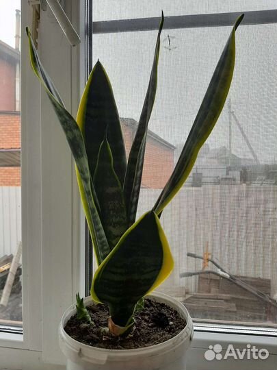 Сансевиерия щучий хвост
