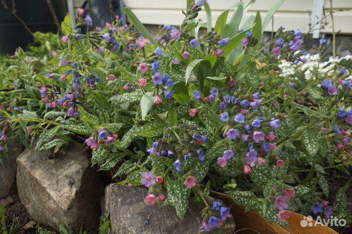 Девичий виноград (дикий), медуница