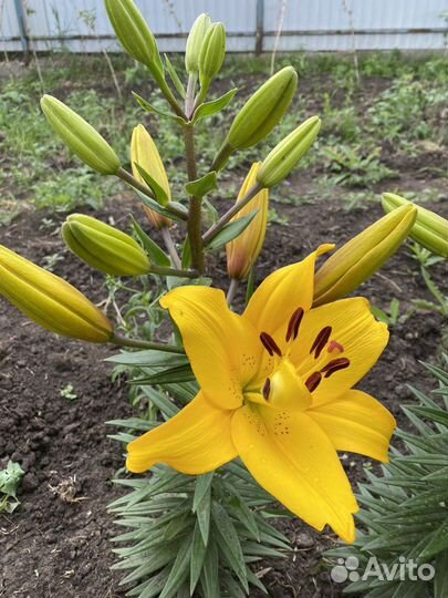 Лилия срез, луковица