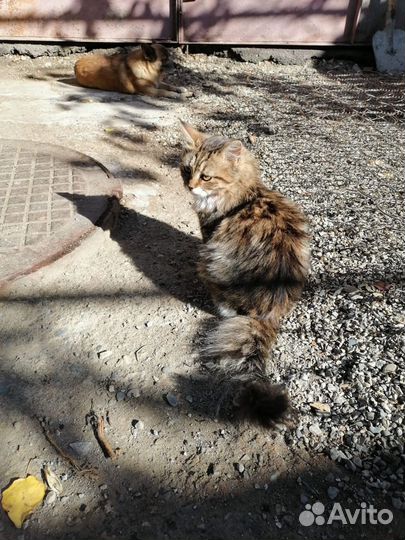 Кошки в добрые руки бесплатно