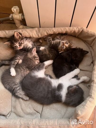 Котята в добрые руки