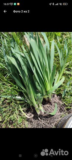 Многолетний лук-лизун