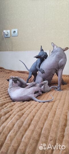 Канадский сфинкс эльф котенок