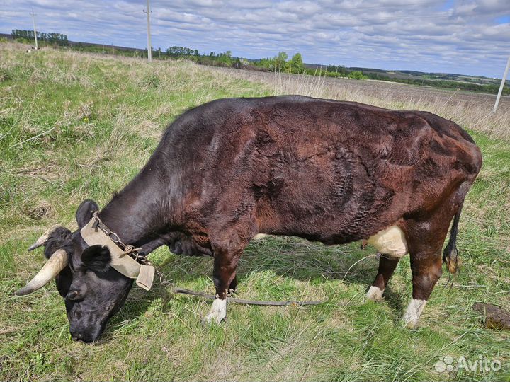 Продается корова