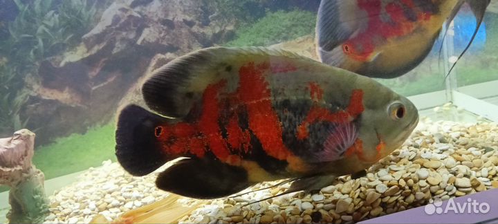 Астронотусы тигровые