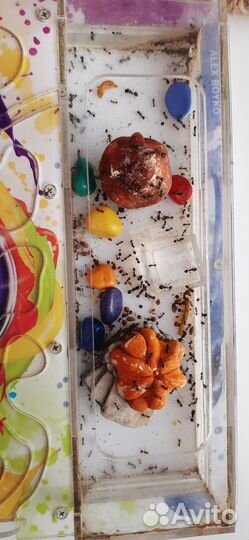 Муравьиная ферма antplanet