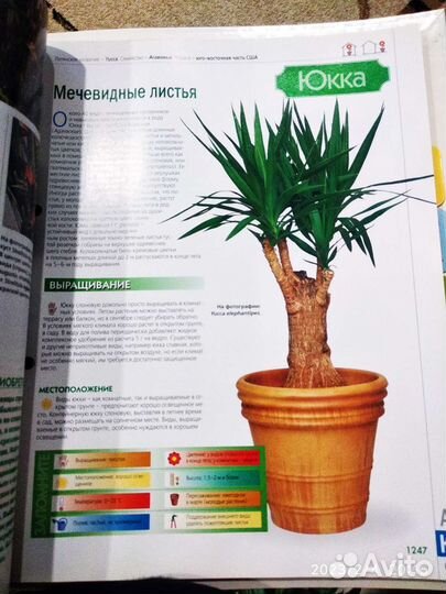 Журналы Комнатные растения