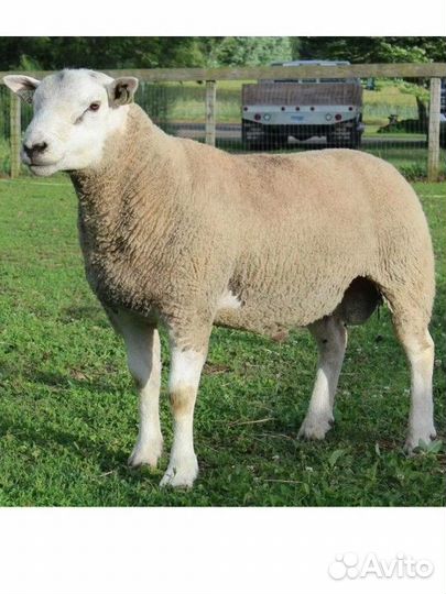 Овцы бараны ягнята