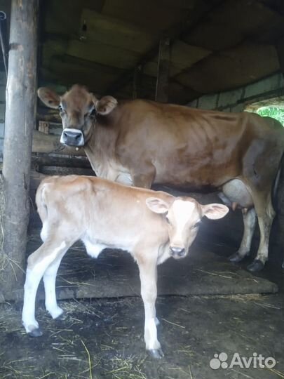 Джерсейская корова