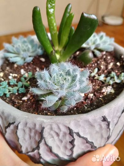 Суккуленты и кактусы (часть 2)