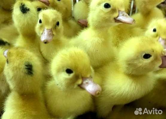 Утята Мулард на 4 августа