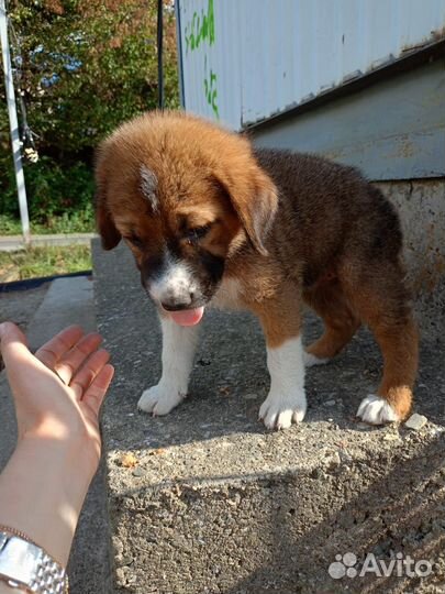 Собака 4 мес девочка супер умный друг