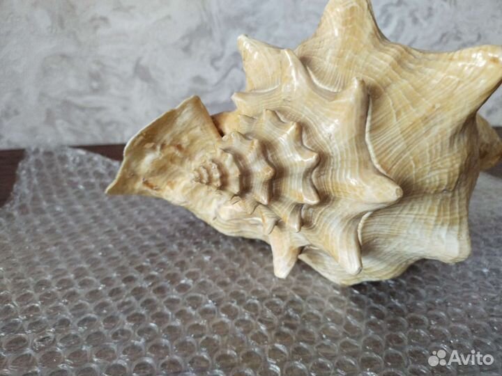 Морские ракушки