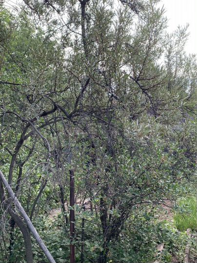 Участок 3,4 сот. (ИЖС)