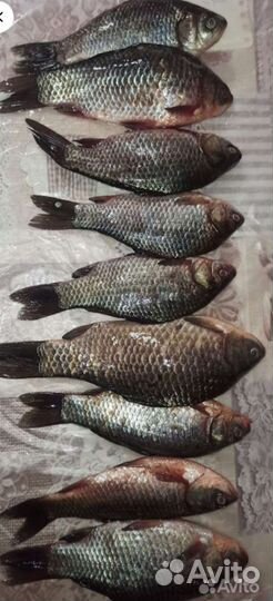 Рыба свежая