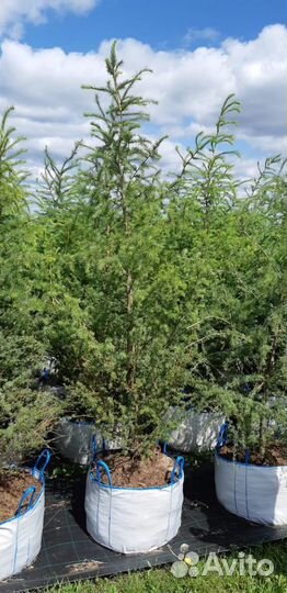 Лиственница европейская 2-3 м