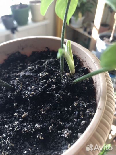 Филодендроны обмен