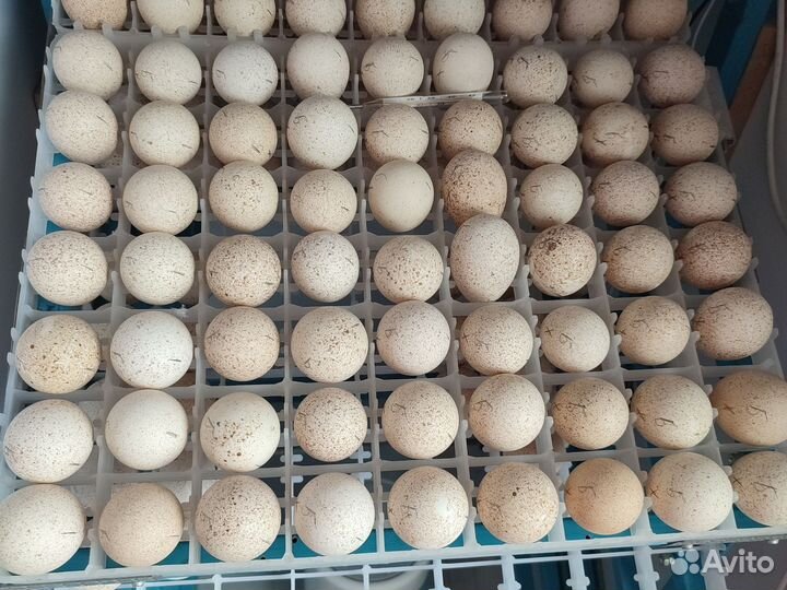 Индюшки.Ия куриные