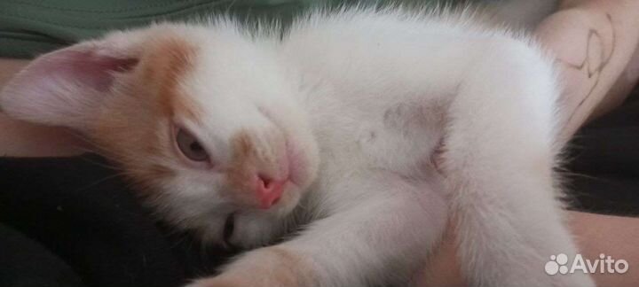 Котята без породы