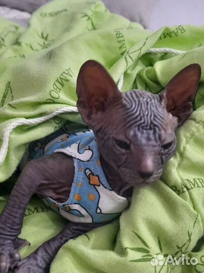 Одежда для кошек