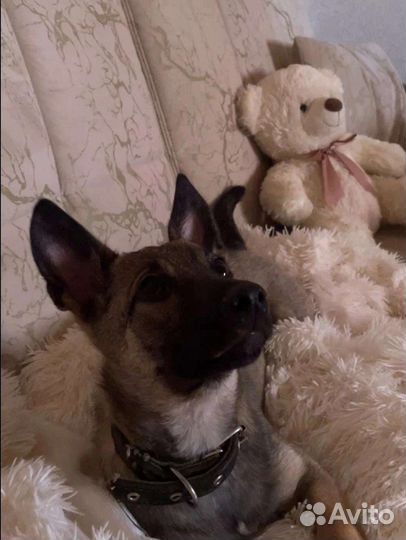 Щенок коротколапик