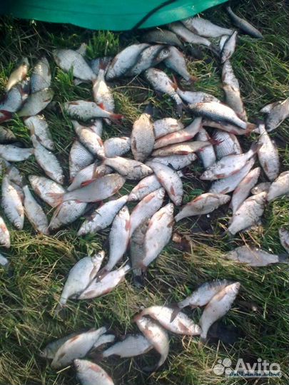 Наживки для рыбалки