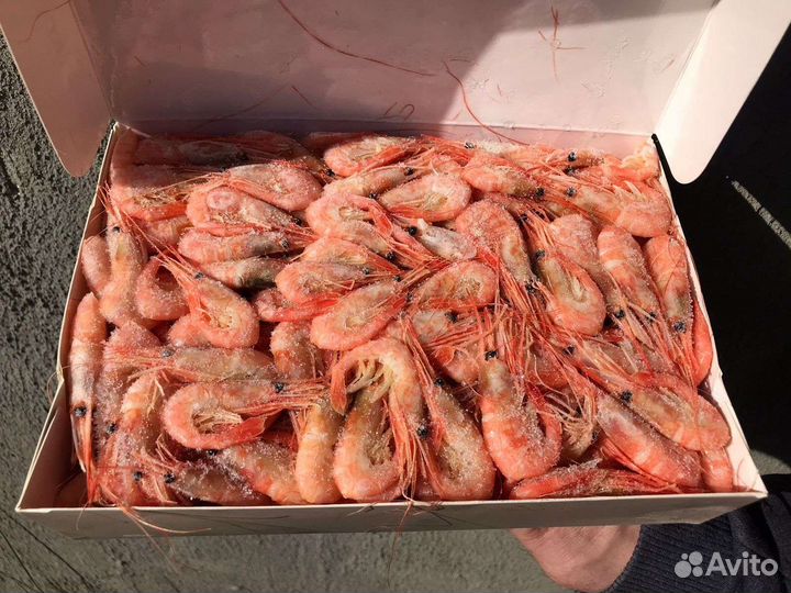 Креветки северные углохвостые