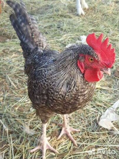 Петух доминант