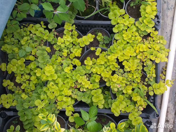 Почвопокровные