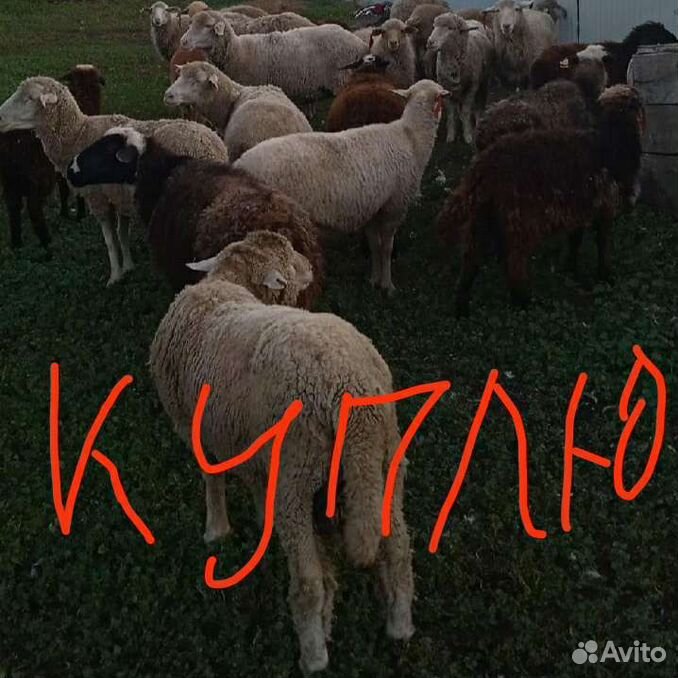 Овцы бараны ягнята