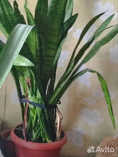 Комнатные цветы