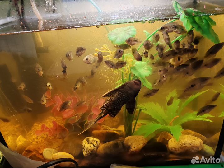 Мальки цихлид