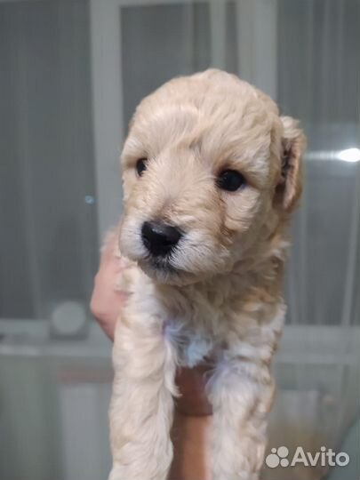 Щенки метисы той пуделя и мальтипу