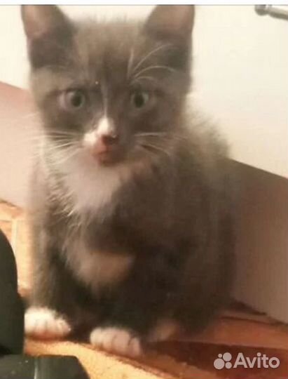 Котята в добрые руки бесплатно