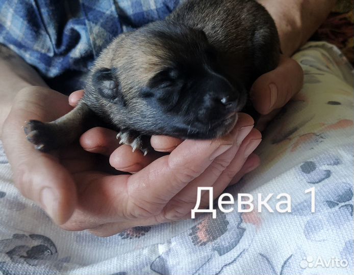 Щенки малинуа