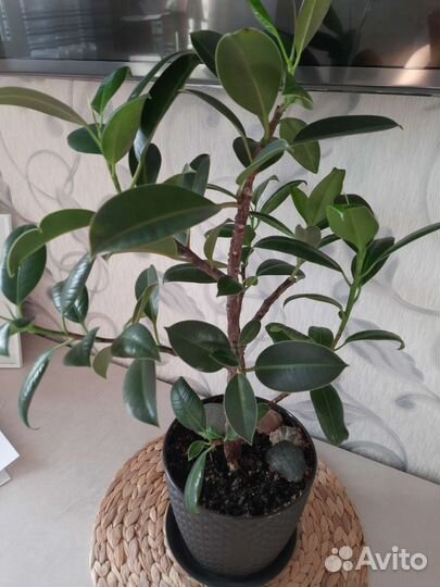 Комнатные цветы